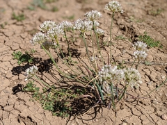 Allium howellii clokeyi