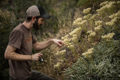Eriogonum compositum