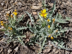 Crepis occidentalis pumila