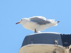 Chroicocephalus novaehollandiae novaehollandiae