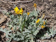 Crepis occidentalis pumila