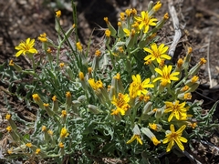 Crepis occidentalis pumila