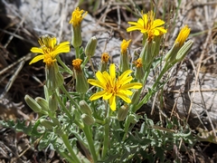 Crepis occidentalis pumila