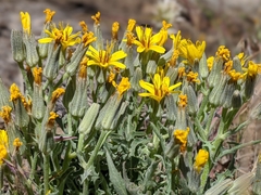 Crepis occidentalis pumila
