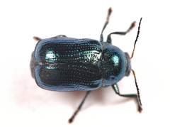 Cryptocephalus parvulus