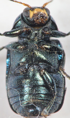 Cryptocephalus parvulus