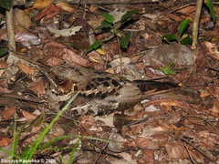 Caprimulgus atripennis