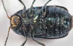 Cryptocephalus parvulus