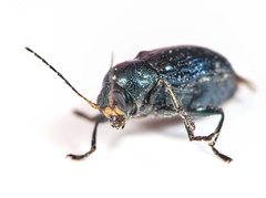 Cryptocephalus parvulus