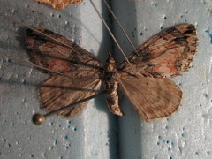 Hydriomena ruberata