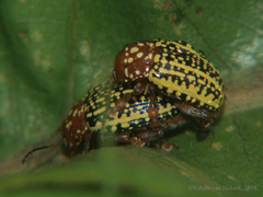 Blepharidina partita