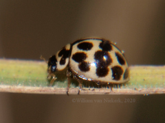 Bulaea anceps