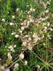 Cuscuta approximata