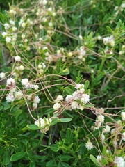 Cuscuta approximata