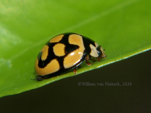 Lunate Lady Beetle