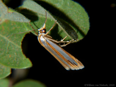 Classeya bicuspidalis