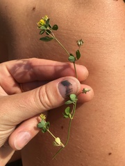 Trifolium dubium