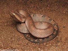 Hump-Nosed Moccasin photo 2