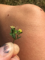 Trifolium dubium