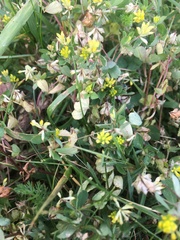 Trifolium dubium
