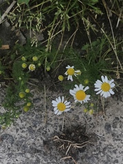Matricaria chamomilla