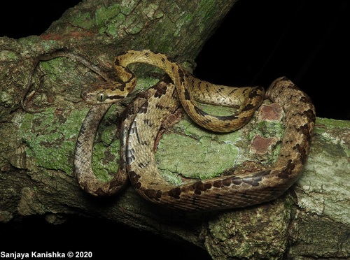 Photo of a Sri Lanka Cat Snake (Boiga ceylonensis)
