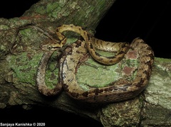 Boiga ceylonensis