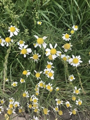 Matricaria chamomilla