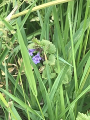 Glechoma hederacea