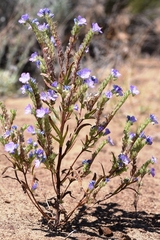 Phacelia linearis