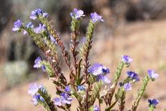 Phacelia linearis