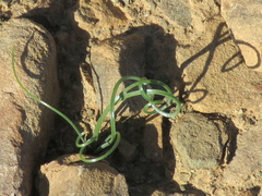 Gethyllis transkarooica