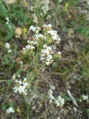 Galium xeroticum