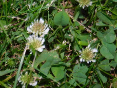 Trifolium repens