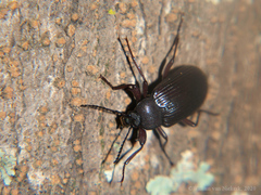 Hoplonyx