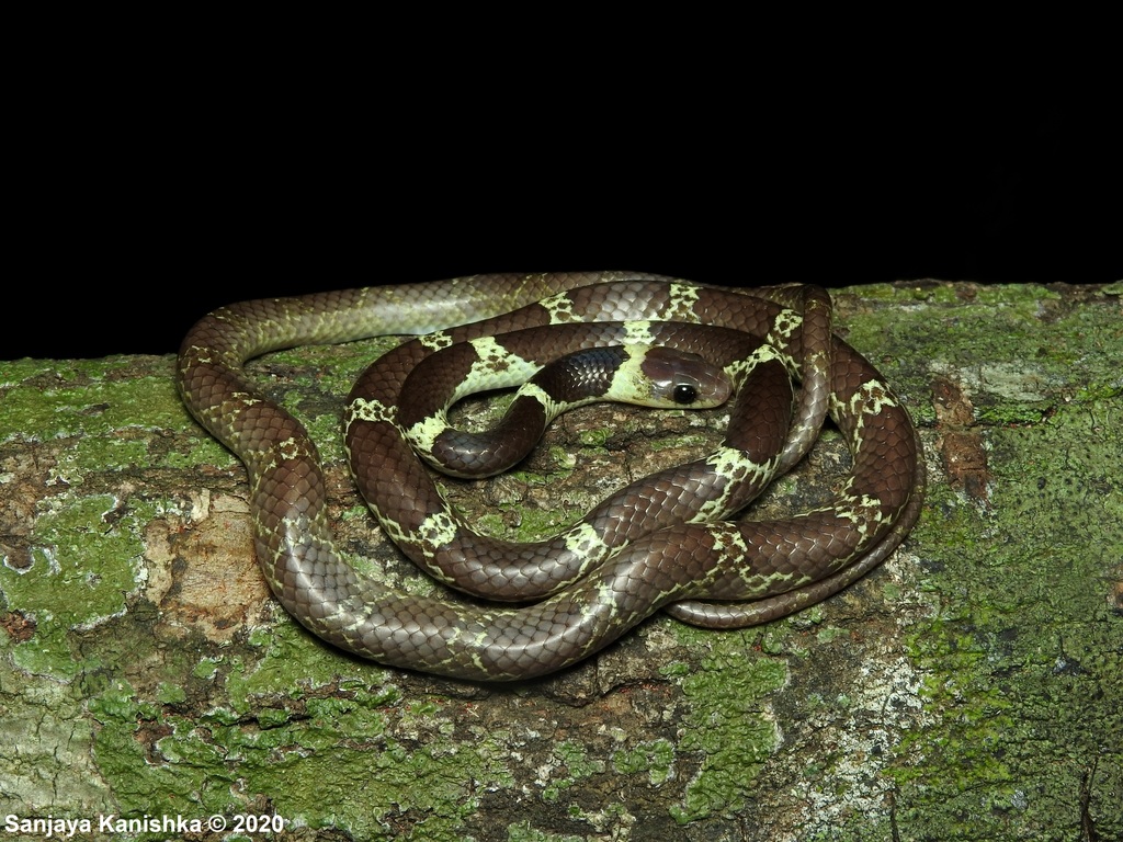 Vellore Bridal Snake