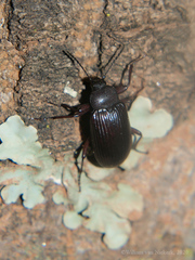 Hoplonyx