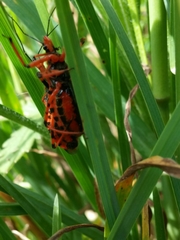 Rhynocoris