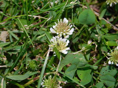 Trifolium repens