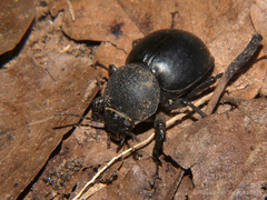 Ocnodes scrobicollis