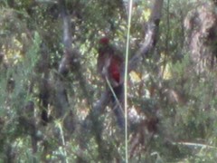 Platycercus elegans elegans