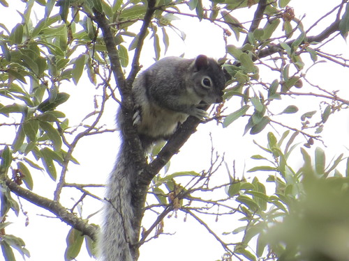 Peters's Squirrel