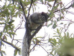 Sciurus oculatus