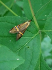 Nemophora degeerella