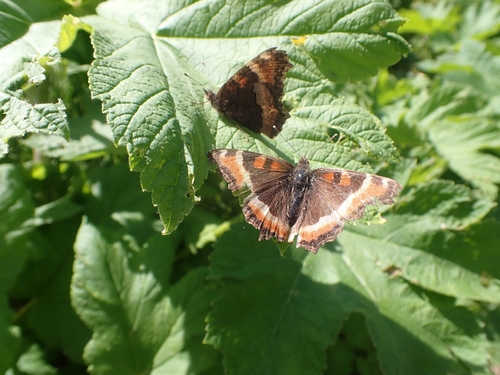 Milbert's Tortoiseshell
