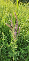 Salvia nemorosa