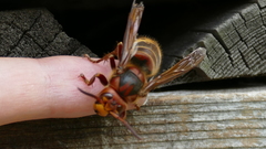 Vespa crabro germana