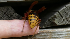 Vespa crabro germana