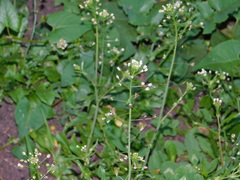 Capsella bursa-pastoris