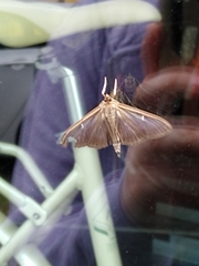 Cydalima perspectalis